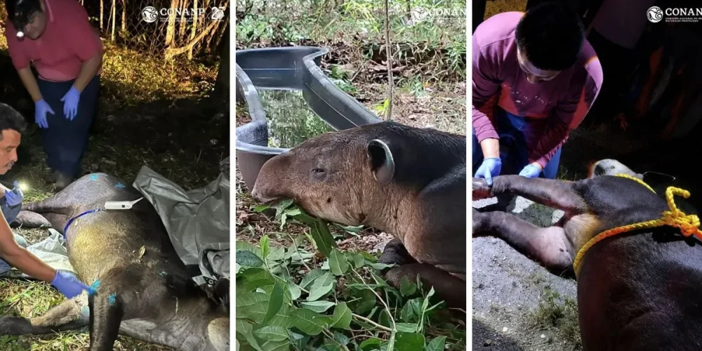 tapir centroamericano es resguardado en calakmul tras ser localizado con dificultades para caminar (1)