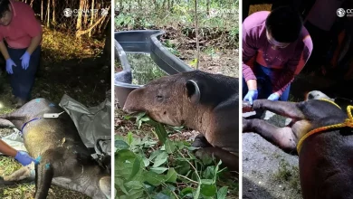 tapir centroamericano es resguardado en calakmul tras ser localizado con dificultades para caminar (1)