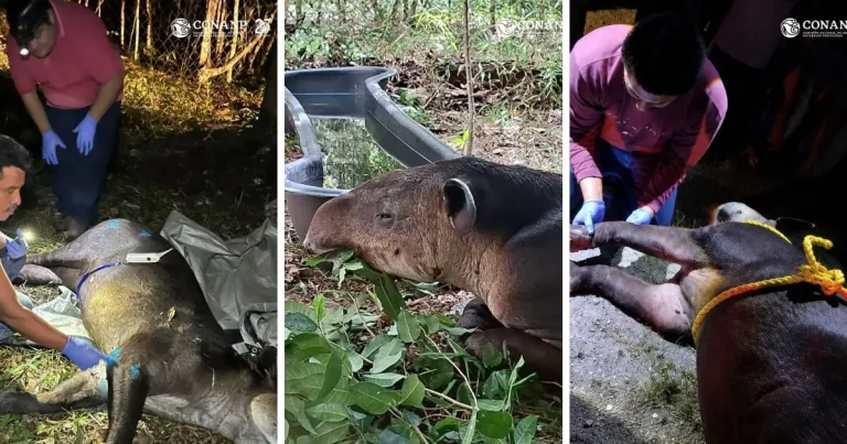tapir centroamericano es resguardado en calakmul tras ser localizado con dificultades para caminar (1)