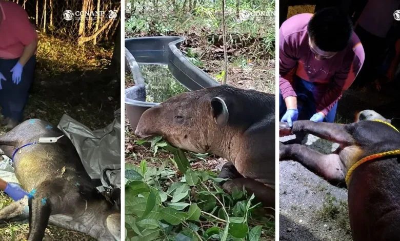 tapir centroamericano es resguardado en calakmul tras ser localizado con dificultades para caminar (1)