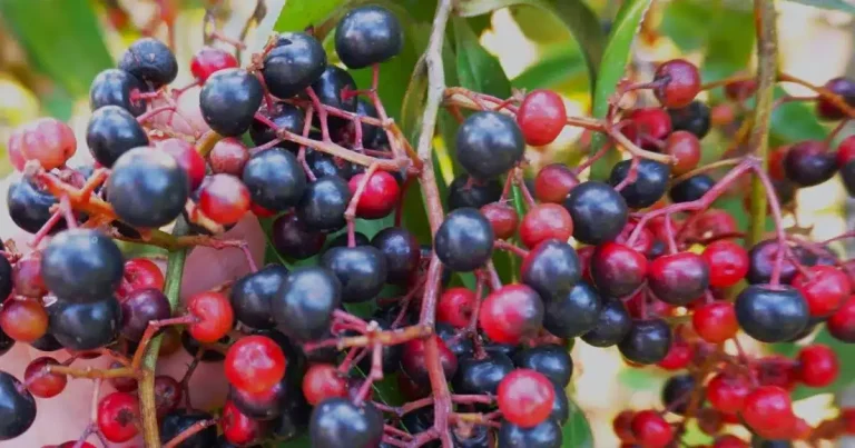 chagalapoli, la fruta ancestral de los tuxtlas que preserva tradiciones y protege a la guacamaya roja