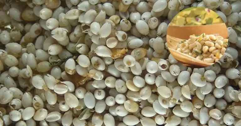 El caviar prehispánico de los emperadores que enfrenta la extinción en el país (Fotos por Asociación Mexicana de Restaurantes y México Desconocido)