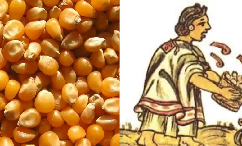 El momochitl el origen ceremonial de las palomitas de maíz en la época prehispánica (Fotos Redes Sociales)