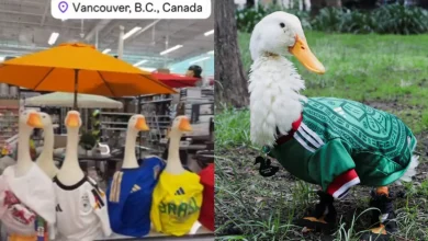 Pato Merlín conquista Canadá durante el Mundial 2026 (Fotos de internet)