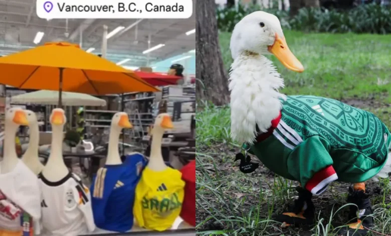 Pato Merlín conquista Canadá durante el Mundial 2026 (Fotos de internet)