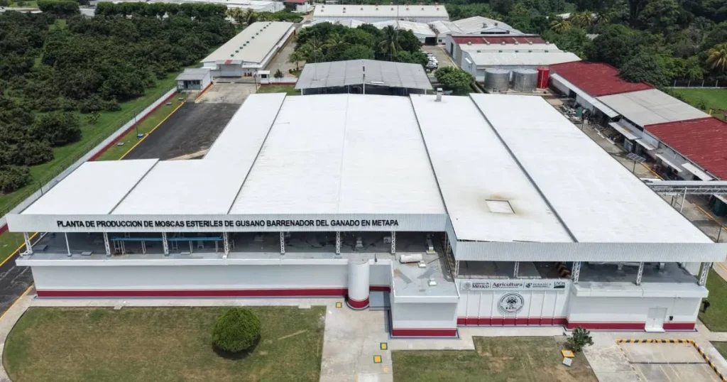 Claudia Sheinbaum inaugura planta de producción de moscas estériles del gusano barrenador del ganado en Metapa de Domínguez, Chiapas 