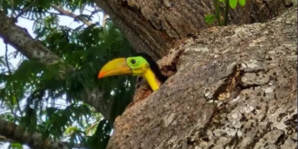 nacen dos tucanes en parque de champotón; protegen su nido