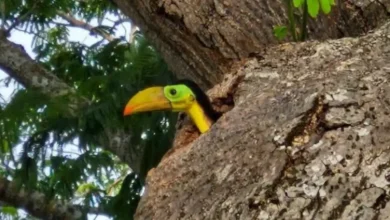 nacen dos tucanes en parque de champotón; protegen su nido