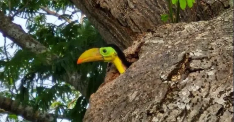 nacen dos tucanes en parque de champotón; protegen su nido