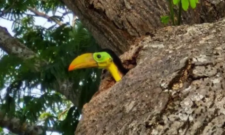 nacen dos tucanes en parque de champotón; protegen su nido