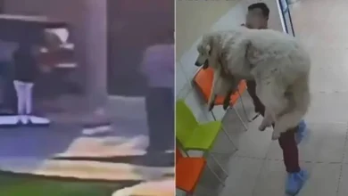 crean petición en change.org para exigir justicia por rocky, el perrito que murió tras ser arrastrado en saltillo