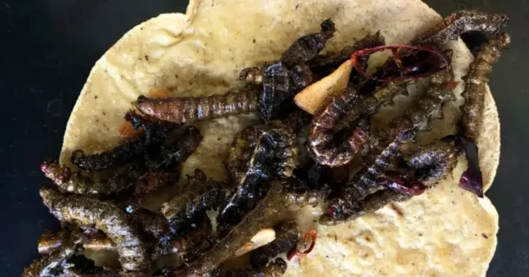 cuchamá el gusano comestible que preserva la tradición gastronómica del semidesierto poblano
