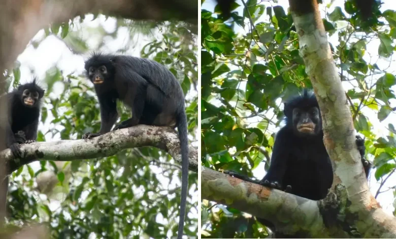descubren nueva especie de mono en la selva del congo