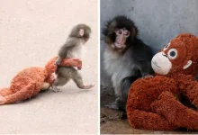 el querido macaco japonés punch celebra su primer cumpleaños