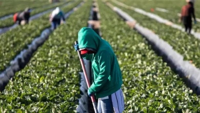 empleo de mexicanos en estados unidos mejora pese a restricciones migratorias de trump