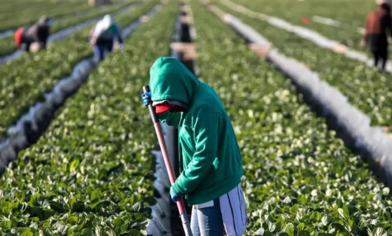 empleo de mexicanos en estados unidos mejora pese a restricciones migratorias de trump