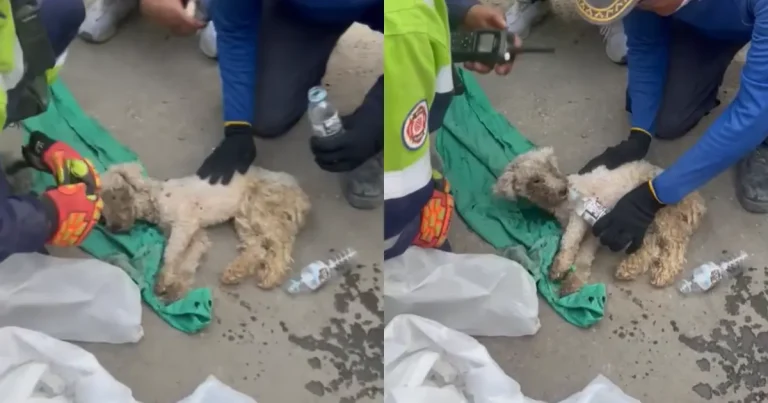 Laila, la perrita que sobrevivió 29 días atrapada bajo los escombros (Fotos de redes sociales)