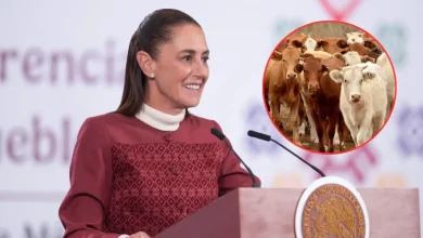 Claudia Sheinbaum anuncia reanudación de exportación de ganado a Estados Unidos (Fotos de internet)