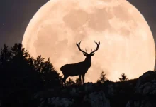 Hoy habrá Luna de Ciervo (Imagen de internet)