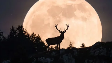 Hoy habrá Luna de Ciervo (Imagen de internet)