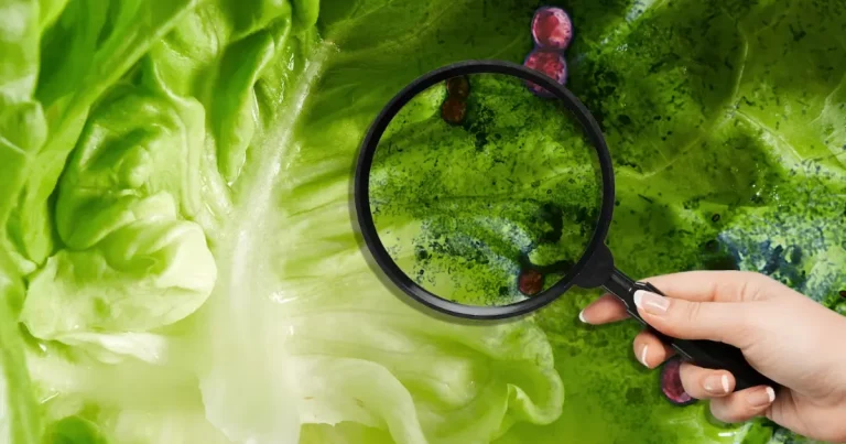 eu vincula brote de diarrea explosiva con lechuga mexicana qué se sabe