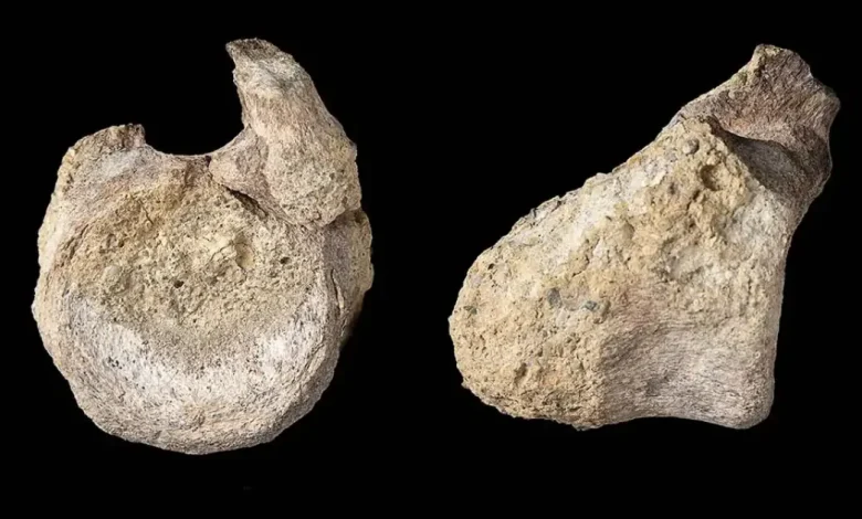 fósil de dinosaurio es identificado por primera vez en la antártida