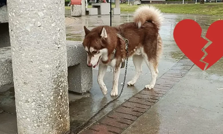 lucas, el husky que recibirá una pensión tras el divorcio de sus dueños en tabasco