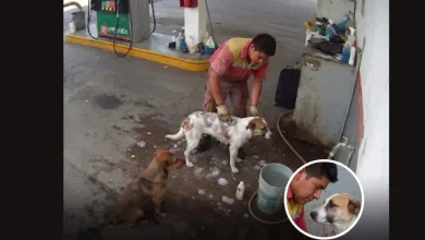 video despiden a empleado en méxico por bañar perros callejeros