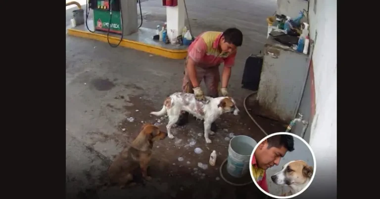 video despiden a empleado en méxico por bañar perros callejeros