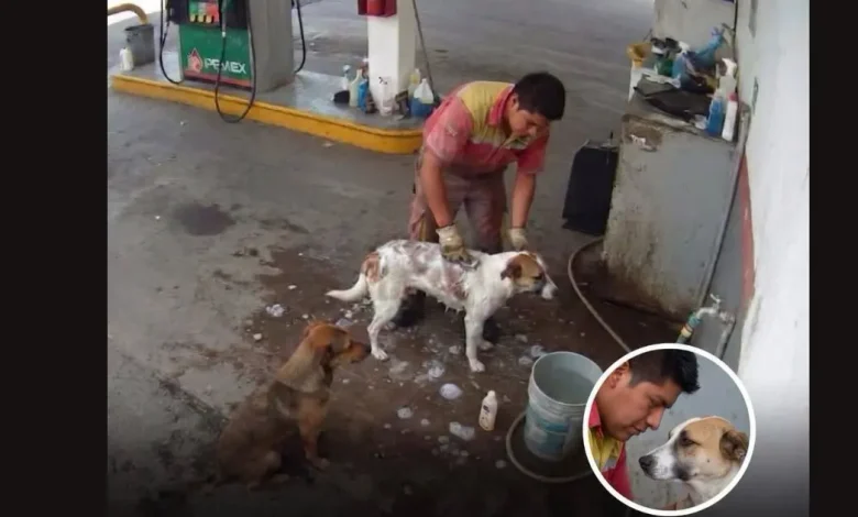 video despiden a empleado en méxico por bañar perros callejeros