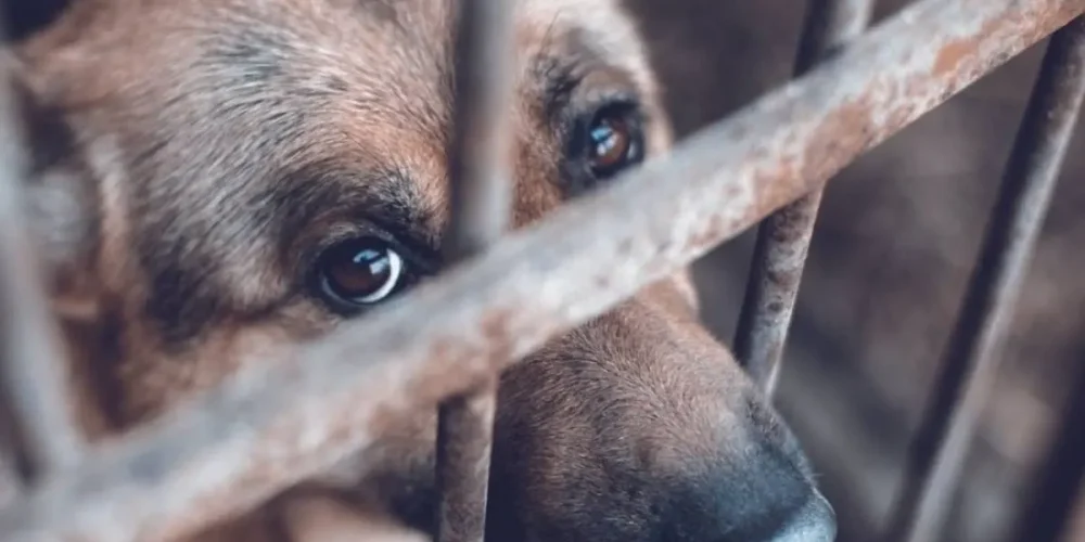 campeche registra más de mil reportes por maltrato animal