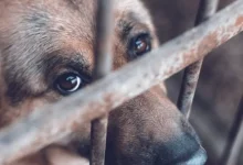 campeche registra más de mil reportes por maltrato animal