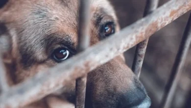 campeche registra más de mil reportes por maltrato animal