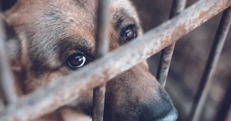 campeche registra más de mil reportes por maltrato animal