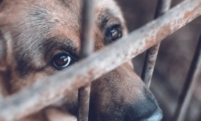 campeche registra más de mil reportes por maltrato animal