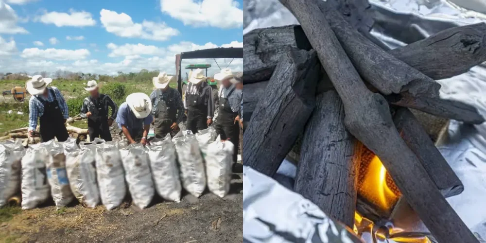 detectan carbón hecho con madera de guayacán en campeche