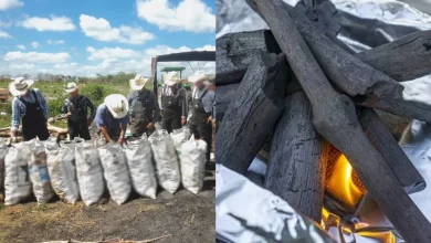 detectan carbón hecho con madera de guayacán en campeche