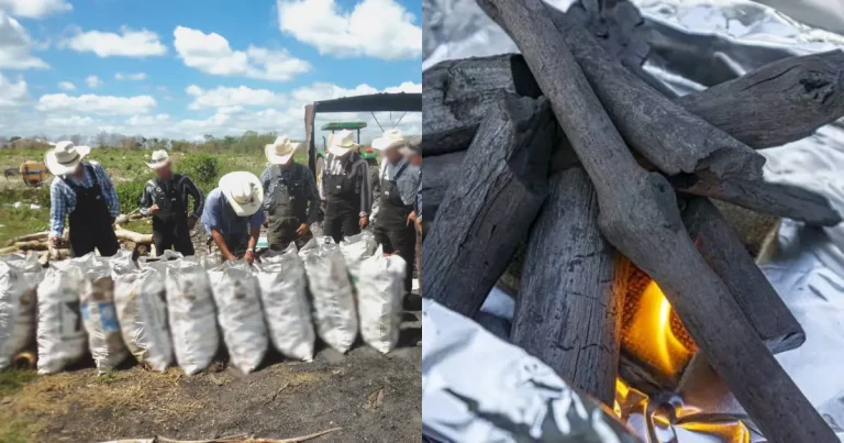 detectan carbón hecho con madera de guayacán en campeche