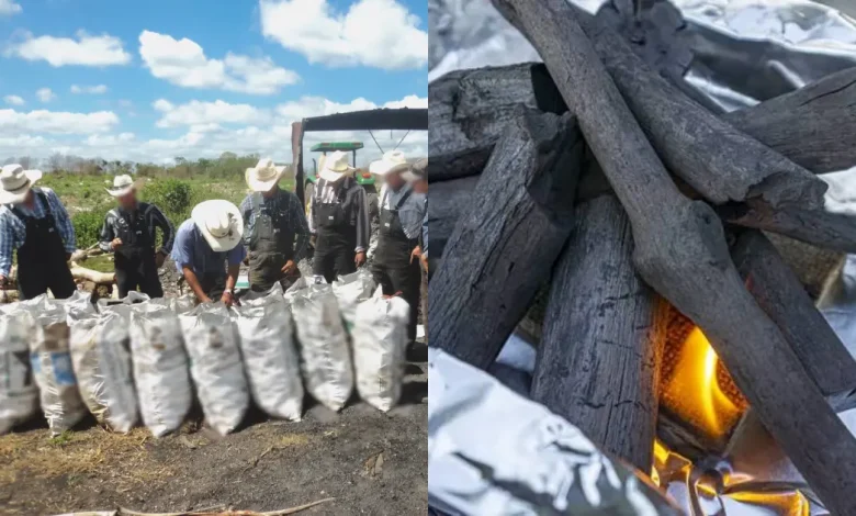 detectan carbón hecho con madera de guayacán en campeche