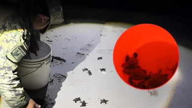 Rescatan a nueve tortugas de ser atropelladas en Champotón (Fotos de cortesía)