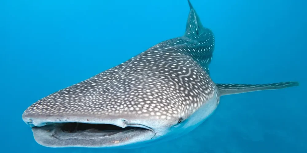 tiburón ballena sorprende a pescadores en campeche
