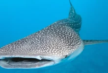 tiburón ballena sorprende a pescadores en campeche