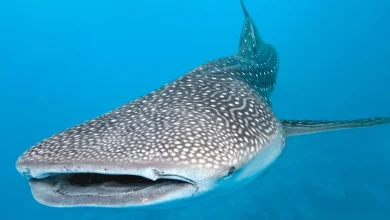 tiburón ballena sorprende a pescadores en campeche