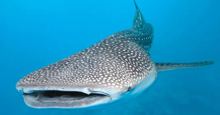 tiburón ballena sorprende a pescadores en campeche