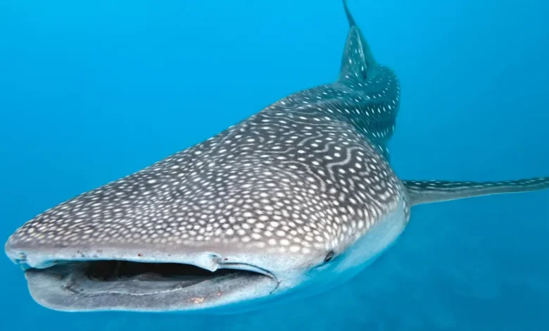 tiburón ballena sorprende a pescadores en campeche