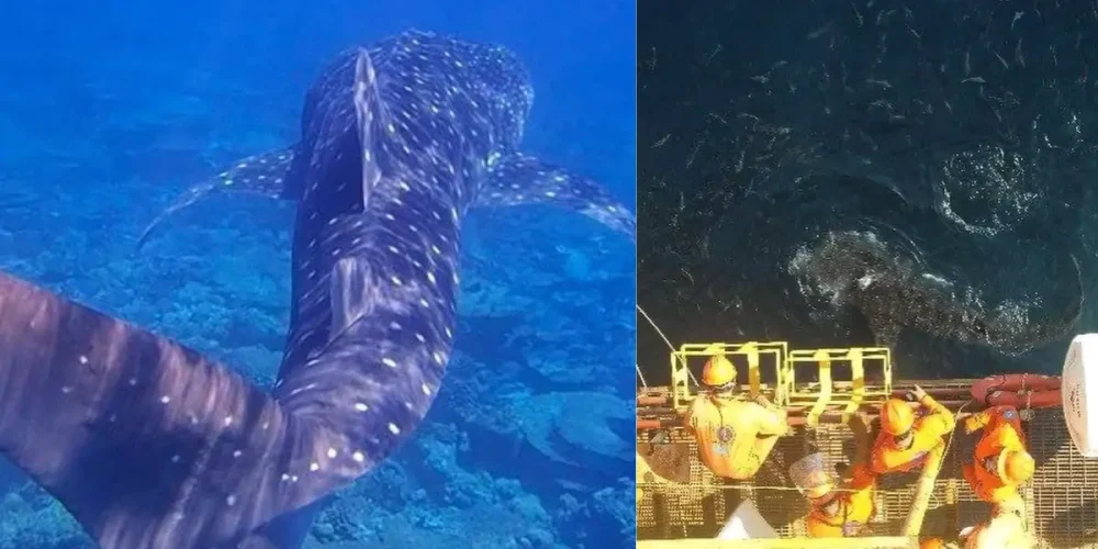 tiburón ballena sorprende a trabajadores en campeche