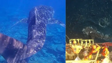 tiburón ballena sorprende a trabajadores en campeche