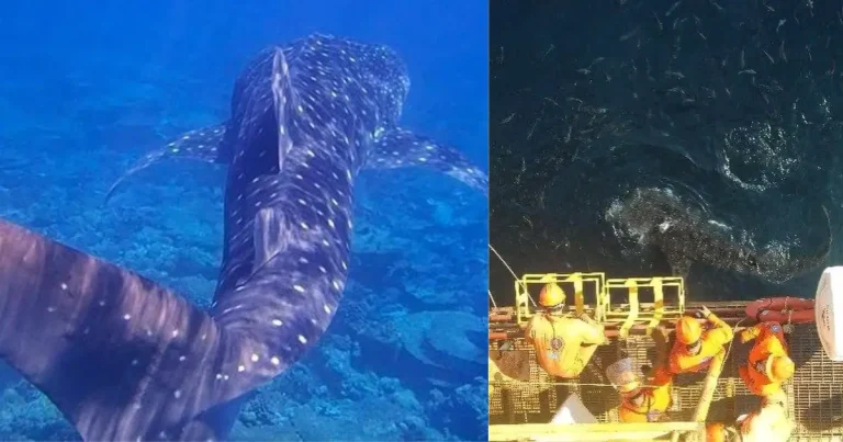 tiburón ballena sorprende a trabajadores en campeche