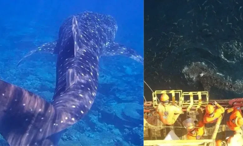 tiburón ballena sorprende a trabajadores en campeche