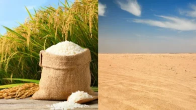 china convierte el cultivo de arroz en un nuevo negocio agrícola en el desierto